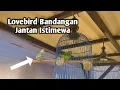 Download Lagu Cara Menjebak Burung Lovebird Bandangan Terbaru