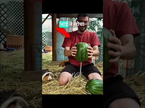Work Smarter Not Harder 😂🐹🍉 #shors