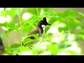 Gentle Birds Chirping | Birdsong to Heal the Mind, Release Stress | Calming Forest Ambience