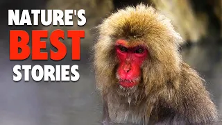 These Animals Prove That Nature Is Amazing