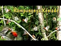 Lagu Mikat Burung Kemade Langsung Di Serbu Satu Kampung