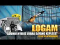 Download Lagu HYPER🔥 Murai Batu LOGAM Main Ngeyel Sampai Jatuh - Tetap Silaturrahmi