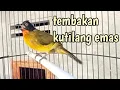 tembakan kutilang emas
