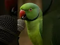 Parrot Recites Surah Ikhlas 🦜 | Heart-Touching Quran Tilawat #shortsfeed #quran #surahikhlas