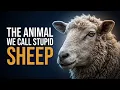 Why the Sheep Is the Most Underestimated Animal on Earth Full Documentary