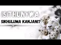 Lagu Isithunywa Sikhuluma kanjani? @EMAKHOSINI.ISITHUNYWA.SAMANZI