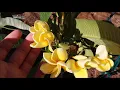 Vera Cruz Lutica Plumeria Blooming - AZ 9B