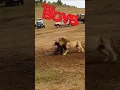 Lagu Lion vs Lioness Hunting - The Boys Meme। Facts Phylum #lion #shorts #sho