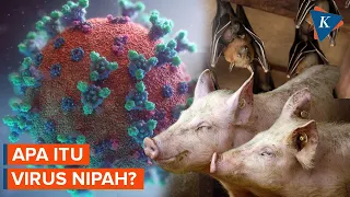 Apa Itu Virus Nipah? Penyakit Menular Berbahaya Mirip Flu yang Belum Punya Vaksin