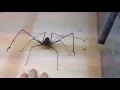 Lagu Euphrynichus amanica - Whipspider BITE ME !