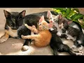 Download Lagu Kitten schattig miauwen - Kitten roept om moeder - Kat speelt met honden, vissen, kippen