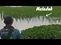Download Lagu SAMBARAN-SAMBARAN TOMAN SPOT PERSAWAHAN || CASTING TOMAN KALIMANTAN BANJARMASIN