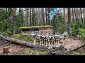 Lagu Surviving 48 Hours in a Log Cabin with 9 Wolves on My Trail!
