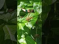 Download Lagu Yellow Jacket Bees  serve a great Purpose!                                     #shorts #bee #garden
