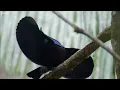 Bird Of Paradise Courtship Spectacle | Planet Earth | BBC Earth