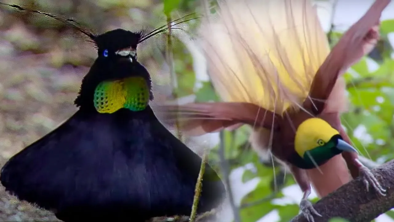 Outline Video Bird Of Paradise Courtship Spectacle | Planet Earth | BBC Earth