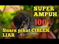 Lagu Ngak Pakai Lama, suara pikat CIBLEK Kristal kejepit. 100℅Ampuh