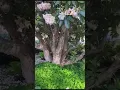 Tree Rhododendron at the Whitney Garden and Nursery.