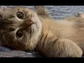 Download Lagu Kucing So Imut