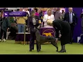 Xoloitzcuintli Breed Judging 2025