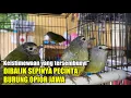 Download Lagu Ini dia‼️keistimewaan opior jawa yang jarang diketahui orang‼️