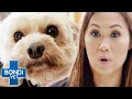 Dog With Colitis Can t Hold Its Bowels Bondi Vet