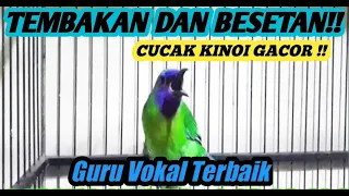 Download Masteran Cucak Kinoi Full Isian Tembakan Dan Besetan Suara Jernih 100% Ampuh | Masteran Juara!!! MP3