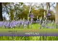 Download Lagu Xie Xie Ni De Ai lyrics - Andy Lau (Pinyin + English translation) Learn Chinese by songs