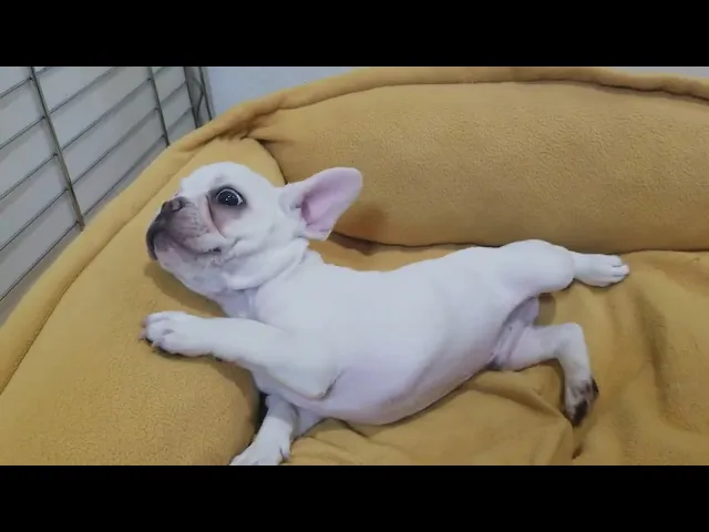 動画