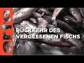 Download Lagu Im Ärmelkanal geht der Hering ins Netz | Stadt Land Kunst | ARTE
