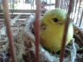 Download Lagu Anakan Burung Sirtu yang bagus