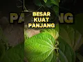 Lagu Manfaat daun sirih #daunsirih #tanamandaunsirih #tanamanherbal #tanamanobat #kejantananpria