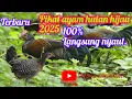 Download Lagu MP3 PIKAT AYAM HUTAN 2025#mp3pikatayamhutanhijau#pikatayamhutanhijau