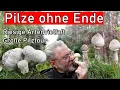 Download Lagu Mushroom madness at the beginning of October 2025 - Huge biodiversity and sensational mushroom fi...