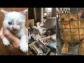 Cats kittens found in deplorable conditions in NJ home
