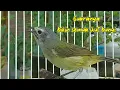 Download Lagu Suara burung opior jawa gacor bikin semua burung opior ikut bunyi