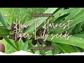 Download Lagu How to harvest tiger lily seeds for next season! Grow free plants 🌸 🌱