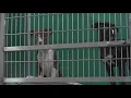 Dire situation at San Antonio Pets Alive where all 3 of their locations are over capacity