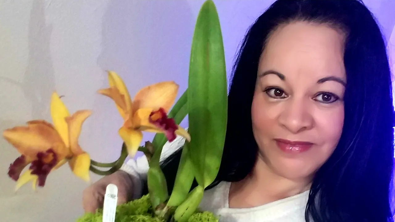 APRENDA A SABER SI SU CATTLEYA VA A FLORECER? #ORQUÍDEAS EN EL MUNDO