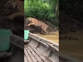 Lagu Fishermen Witness Shocking Wildlife Encounter 🐅#Wildlife#Tiger#Python#Nature#River#Shorts#AIvideo