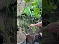 Download Lagu Tanam bawang merah di kebun mini