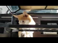 Corgi butt wiggle