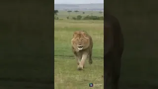 أسد  الغابة ملك  سرعة وعنفوان دندنها