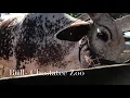 Animal Planet - Chestatee Zoo