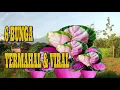 Download Lagu 6 BUNGA TERMAHAL DAN VIRAL JUAL PERDAUN JUTAAN RUPIAH