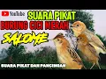 Download Lagu SUARA PIKAT BURUNG CICI MERAH