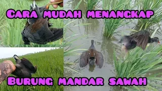 Download CARA MUDAH MENANGKAP BURUNG MANDAR SAWAH MP3