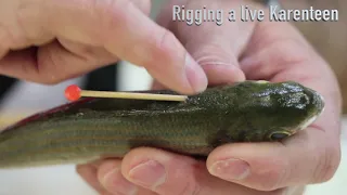 2018 bait u0026 traces rigging a live karenteen