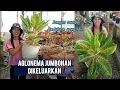 Download Lagu Promo Aglonema Jumbonan dikeluarkan bulan September kios bunga mbak retno