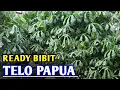 Download Lagu READY BIBITNYA ‼️BANK PAKAN TELO PAPUA YANG VIRAL
